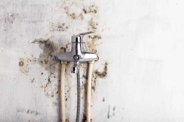 Best Insurance-Related Mold Remediation in Deerfield, MI