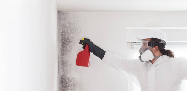 Best Insurance-Related Mold Remediation in Deerfield, MI
