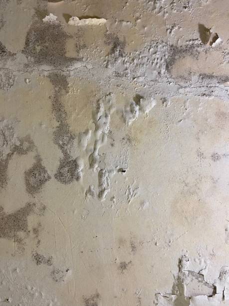 Best Kitchen Mold Remediation in Deerfield, MI