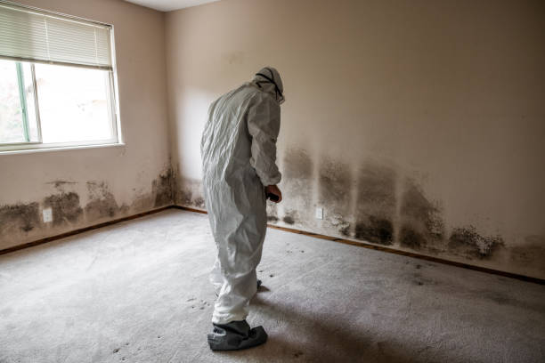 Best White Mold Remediation in Deerfield, MI