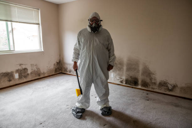 Best DIY Mold Remediation Support Services in Deerfield, MI